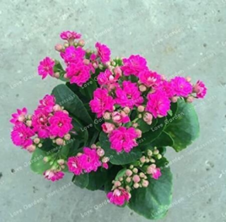 100PCS Kalanchoe Longevity Flower Seeds - Rose Red Flowers