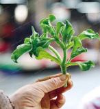 100PCS Mesembryanthemum Crystallinum Seeds