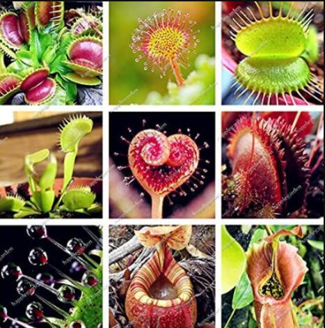 200PCS Multifarious Nepenthes Carnivorous Plant Seed Mixed 9 Types