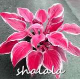200PCS Hosta Seed Perennials - Rose Red Leaves with White Edge