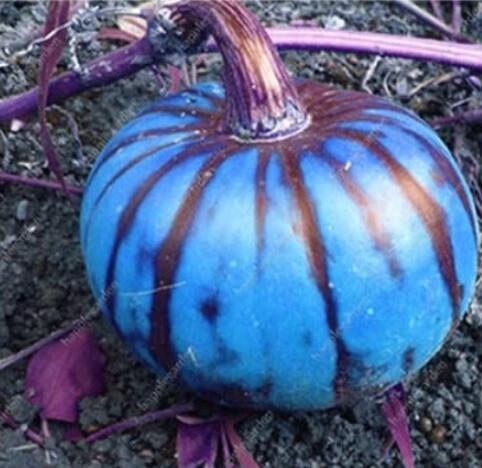 10PCS Sweet Pumpkin Seeds