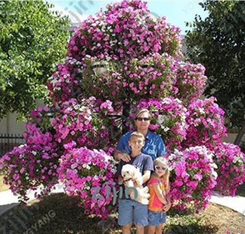 100PCS Hanging Petunia Seeds Mixed Coloful Flowers