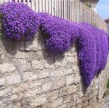 200PCS Creeping Thyme Seeds Rock CRESS Plant - Purple Flowers