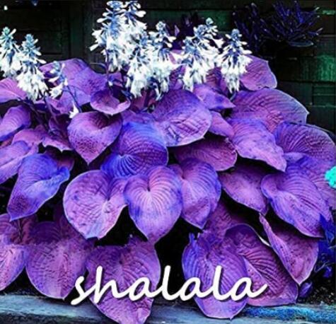 200PCS Hosta Seeds Purple Round Leaves