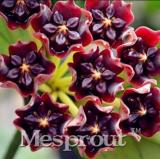 100PCS Hoya Carnosa Seeds - Blood Red Color