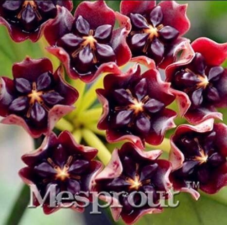 100PCS Hoya Carnosa Seeds - Blood Red Color