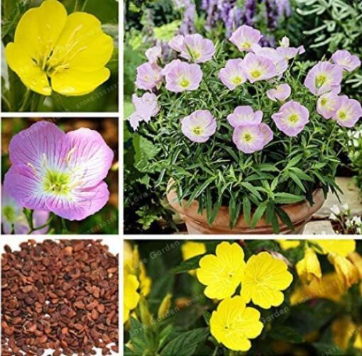 100PCS Garden Evening Primrose Seeds Mixed Yellow Pink Flowers