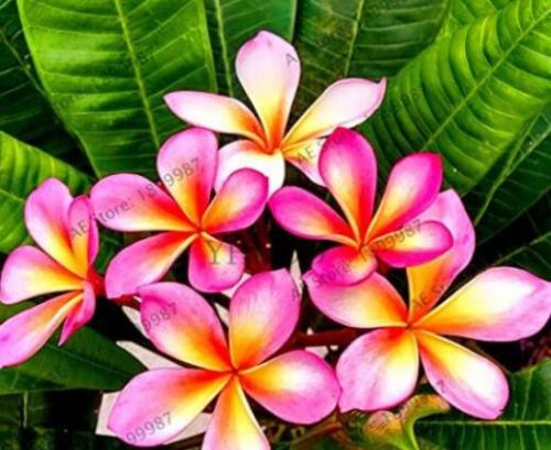 20 PCS Frangipani Plumeria Rubra Flower Seeds