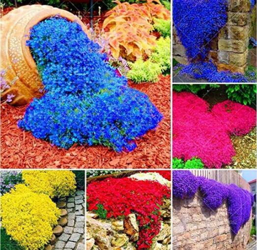 100PCS Mixed Creeping Thyme Seeds Mixed 6 Colors