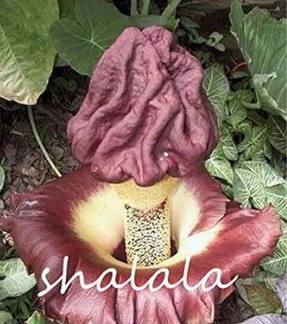 50PCS Corpse Flowers The Titan Arum Seeds - Coffee Color