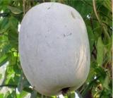 100PCS Gourd petha Seeds