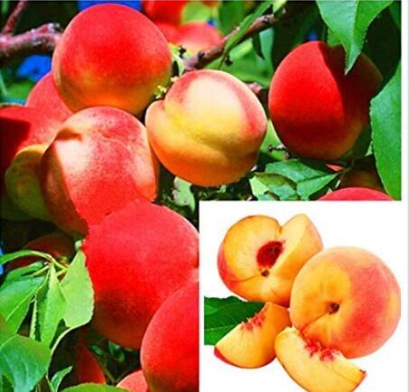 10PCS Sweet Peach Flores Seeds