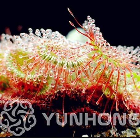100PCS Drosera Burmanni Seeds