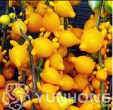 50PCS Rare Nipple Eggplant Seeds 100% Organic & Non-GMO Fruit