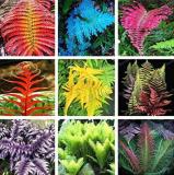 100PCS Japanese Creeper Boston Fern Seeds Mixed 9 Types