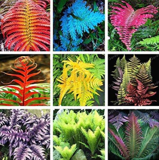 100PCS Japanese Creeper Boston Fern Seeds Mixed 9 Types