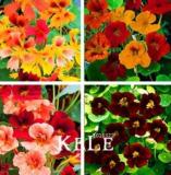 100PCS Tropaeolum majus Nasturtium Seeds - Mixed Colors