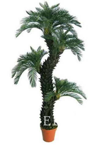 10PCS Dracaena Seeds
