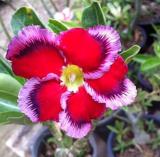 1PC Desert Rose Seed Rose Red Single Petal with Light Purple Edge