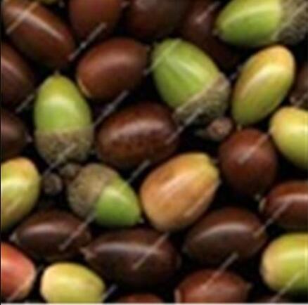 10PCS Oak Tree Seeds