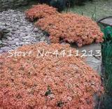100PCS Creeping Thyme Seeds Rock CRESS Plant - Light Orange Colors
