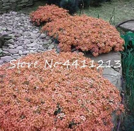 100PCS Creeping Thyme Seeds Rock CRESS Plant - Light Orange Colors