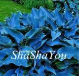 200PCS Hosta Seeds - Greyish Blue Color