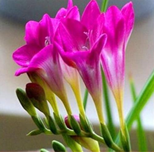 100PCS Freesia Flower Seeds - Rose Purple Flowers
