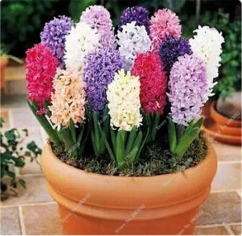 100PCS Hyacinthus Orientalis Seeds (NOT Bulbs) - Mixed Purple Red Yellow Dark-purple White ect. Colors