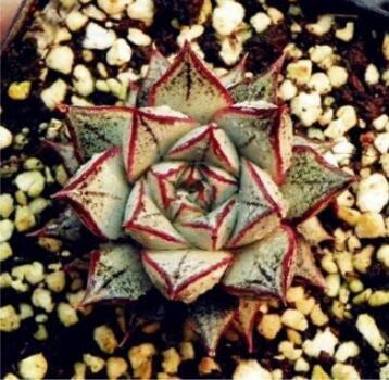 100PCS Echeveria Purpusorum Seeds Fresh Ones