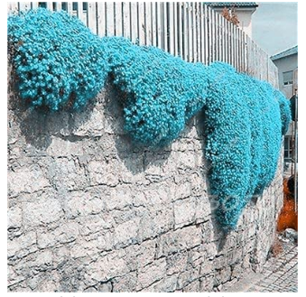 200PCS Creeping Thyme Seeds Rock CRESS Plant - Apple Green Flowers