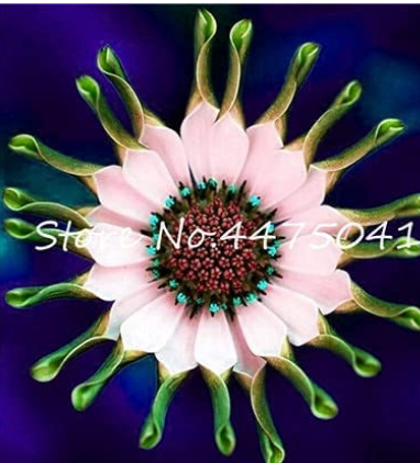 100PCS Osteospermum Seeds - Spider Type Green to Golden to Light Pink Flowers