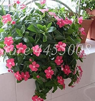 100PCS Periwinkle Seeds - Pink Flowers Single Petal