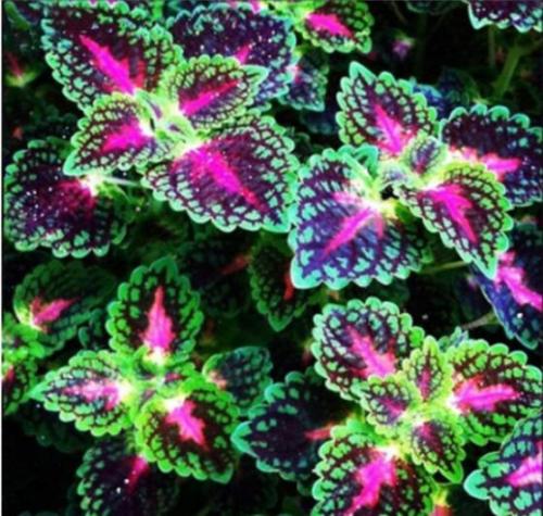 100PCS Coleus Blumei Seeds - Green-Black-Purple-Rose Pink Flowers