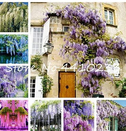 10PCS Wisteria Seeds - Mixed Purple White Blue Light-Purple Pink Whitish-Purple Colors
