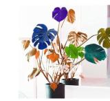 100PCS Palm Turtle Leaves Seeds - Mixed