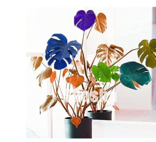 100PCS Palm Turtle Leaves Seeds - Mixed
