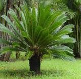 10PCS Sago Cycas Seeds Green Colors