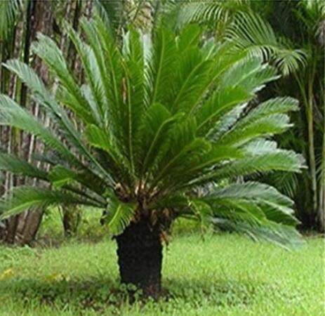 10PCS Sago Cycas Seeds Green Colors