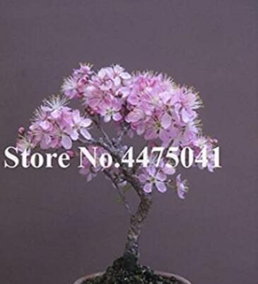 10PCS Mini Bonsai Sakura Flower Seeds - Water Pink Flowers