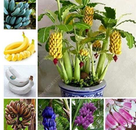 100PCS Dwarf Banana Seeds - Mixed Varieties