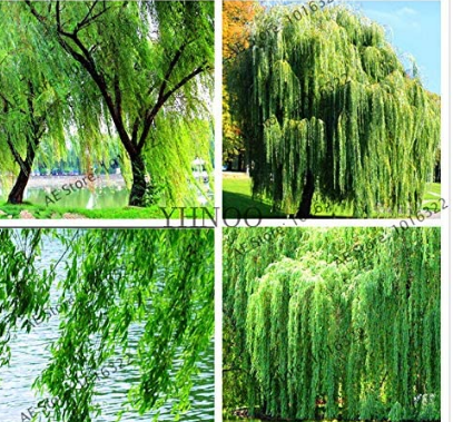 100PCS Salix Babylonica Tree Seeds