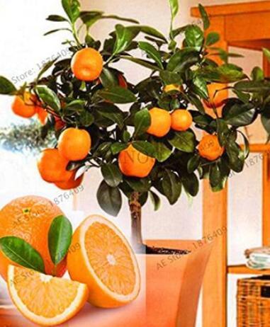 30PCS Dwarf Standing Orange Tree Seeds