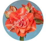 100PCS Amaryllis Seed Not Bulbs - Orange Red Color