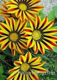 100PCS Gerbera Daisy Seeds Hybrids - Yellow Black Red Stripes Flowers