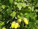 10PCS Oak Tree Seeds Bonsia Shrub