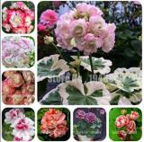 200PCS Geranium Flower Seeds - Mixed Bi-Colors 8 Types