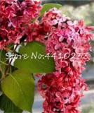 100PCS Purple Japanese Lilac Seeds