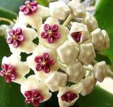50PCS Hoya Carnosa Flower Seeds - Milky White with Dark Red Centre