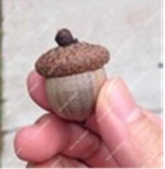 10PCS Oak Tree Seeds Bonsia Shrub